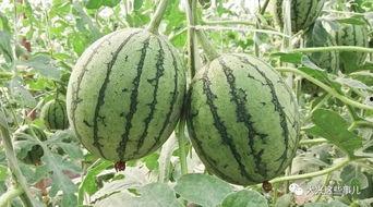 今年暑期吃的瓜,盘点那些甜蜜与酸涩的回忆