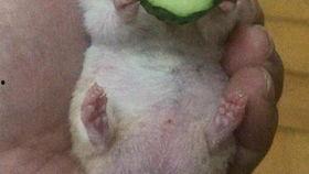 老王吃烂瓜,老王与那颗烂瓜的意外邂逅