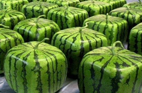 特约吃瓜人员,娱乐圈幕后风云