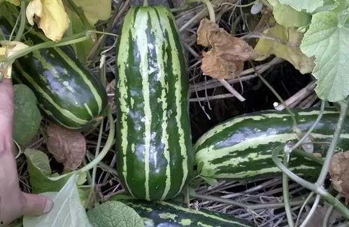 半月瓜可以吃吗,食用安全与营养价值的探讨