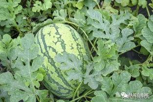 陕古吃瓜团,揭秘陕西民间美食背后的故事与传承