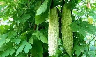 吃瓜叶尖的好处